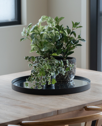 On a light wooden table by the window is a black tray with three Artificial Ivy Deluxe green-white in pots of 22 cm UV; two wooden chairs are partially visible.