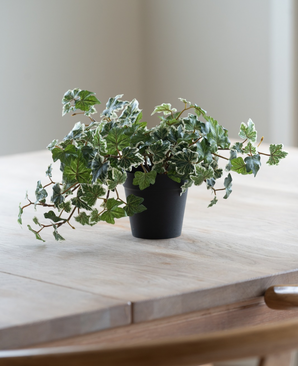 The Artificial Ivy Deluxe green-white in a 22 cm pot (UV), with lush green and white leaves, stands on a light wooden table, while soft natural light shines in from the left.