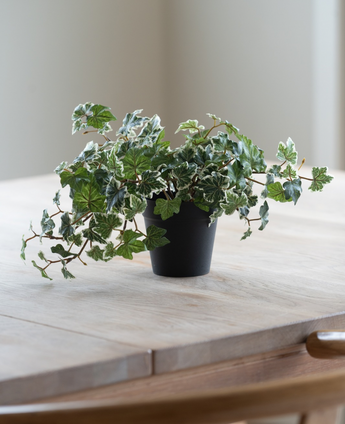The Artificial Ivy Deluxe green-white in a 22 cm pot (UV), with lush green and white leaves, stands on a light wooden table, while soft natural light shines in from the left.