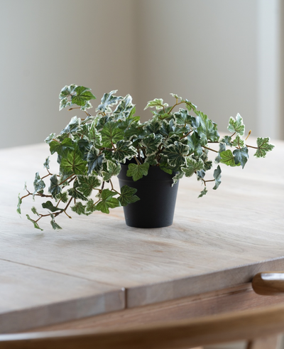 The Artificial Ivy Deluxe green-white in a 22 cm pot (UV), with lush green and white leaves, stands on a light wooden table, while soft natural light shines in from the left.