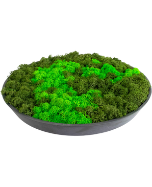 Moss wall on black frame Ø29 cm