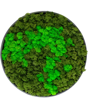Moss wall on black frame Ø29 cm