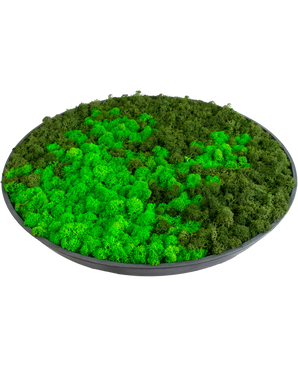 Moss wall on black frame Ø44.5 cm