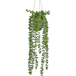Hanging Plants In Pot