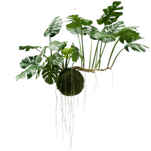 Large Hanging Plants