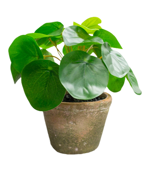 Pilea in Pot Mini 15 cm UV