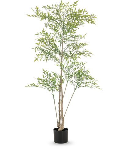 De Kunstplant Ruscus 150 cm heeft lange, dunne takken en lichtgroene bladeren in een zwarte pot tegen een witte achtergrond - ideaal als decoratief interieur voor elke ruimte.