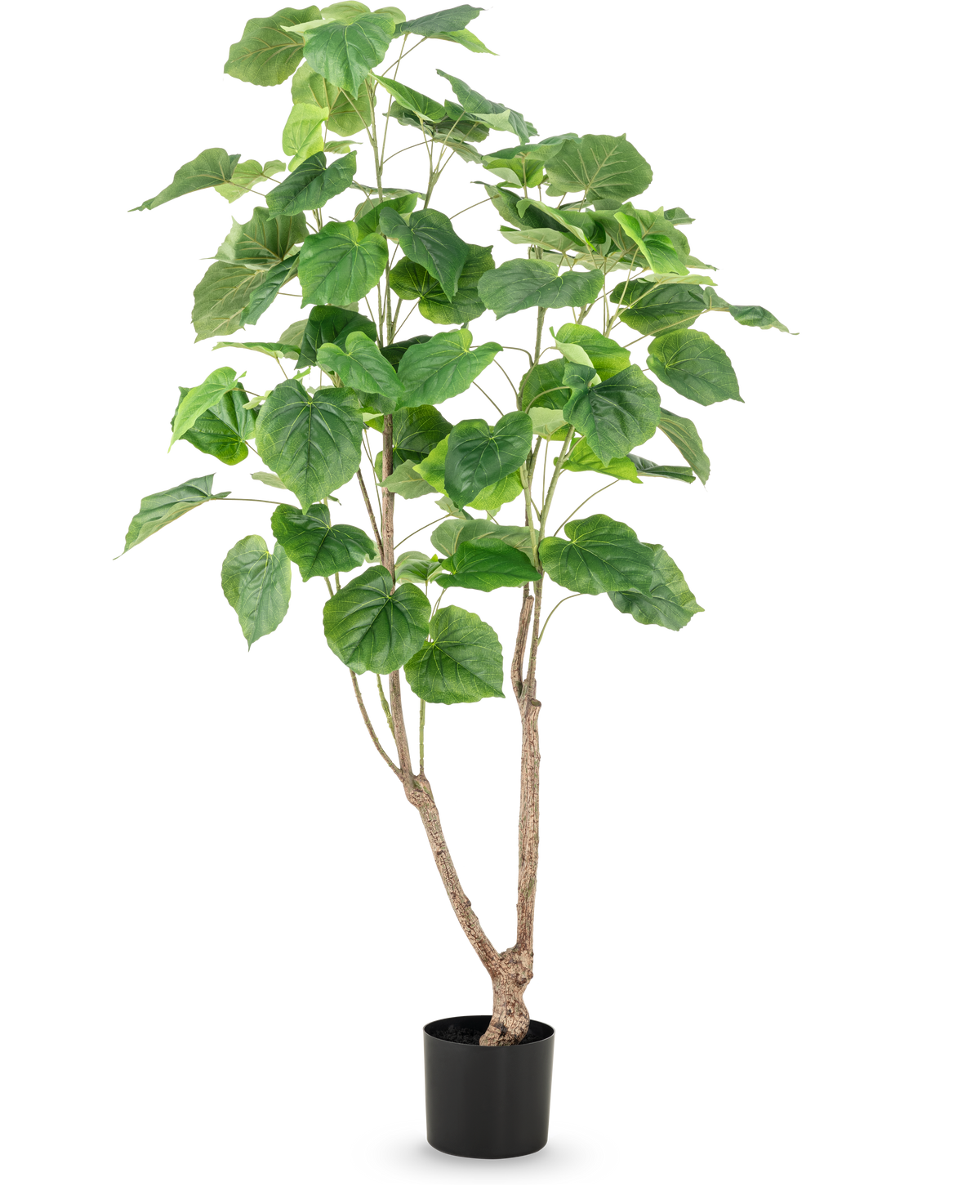 The Artificial Plant Ficus 150 cm has multiple slender brown stems and large, wide green leaves, presented in a tall pot against a plain white background.