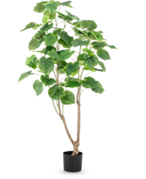 De Kunstplant Ficus 150 cm heeft meerdere slanke bruine stengels en grote, brede groene bladeren, gepresenteerd in een hoge pot tegen een effen witte achtergrond.