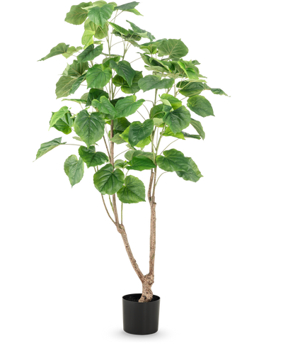 De Kunstplant Ficus 150 cm heeft meerdere slanke bruine stengels en grote, brede groene bladeren, gepresenteerd in een hoge pot tegen een effen witte achtergrond.