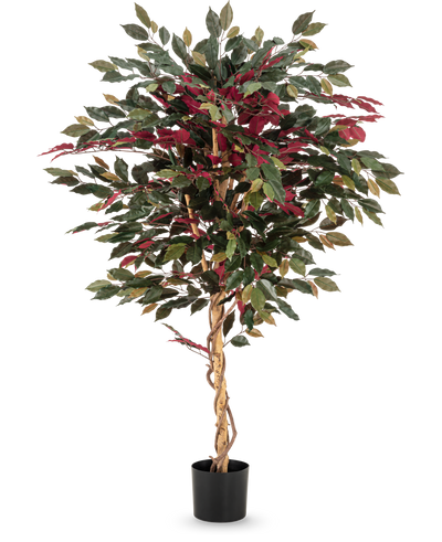 De Kunstplant Ficus groen/rood 150 cm heeft een gedraaide lichtbruine stam, groene en bordeauxrode bladeren en wordt geleverd in een zwarte pot - ideaal als opvallende kamerplant tegen een witte achtergrond.