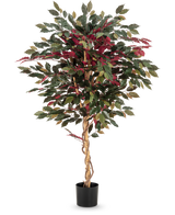 De Kunstplant Ficus groen/rood 150 cm heeft een gedraaide lichtbruine stam, groene en bordeauxrode bladeren en wordt geleverd in een zwarte pot - ideaal als opvallende kamerplant tegen een witte achtergrond.