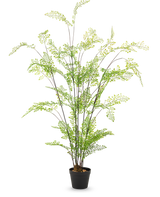 De Kunst varen plant 140 cm heeft meerdere dunne, lange stengels met delicate groene bladeren die lijken op een varen, tegen een effen witte achtergrond - perfect om weelderig groen toe te voegen aan je kamerplantencollectie.