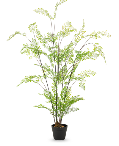 De Kunst varen plant 140 cm heeft meerdere dunne, lange stengels met delicate groene bladeren die lijken op een varen, tegen een effen witte achtergrond - perfect om weelderig groen toe te voegen aan je kamerplantencollectie.