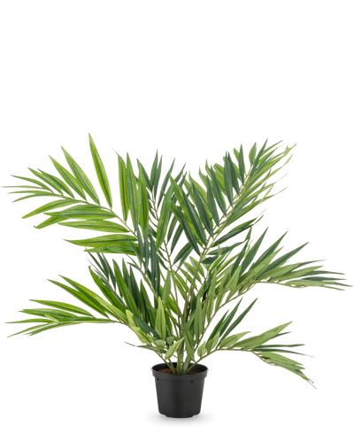 De Kunstpalm Parlour UV 60 cm heeft lange, smalle bladeren op verschillende stelen in een eenvoudige zwarte pot, tegen een witte achtergrond - een stijlvolle kunstpalm die elke ruimte verfraait.