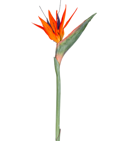 De Kunstbloem Strelitzia 86 cm rood/paars heeft levendige rode en paarse bloemblaadjes op een lange groene steel, gepresenteerd als een enkele, onderhoudsvrije kunstbloem geïsoleerd tegen een witte achtergrond.