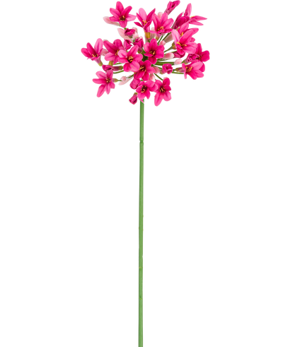 De Kunstbloem Agapanthus 77 cm roze heeft een enkele groene steel met meerdere trossen felroze bloemen, elk met meerdere bloemblaadjes, tegen een effen witte achtergrond.