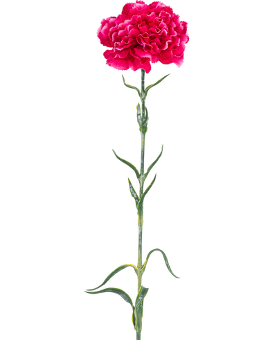 De Kunstbloem Anjer 69 cm hardroze heeft een enkele felroze anjer met ruches in de bloemblaadjes, een lange groene steel en slanke bladeren tegen een effen witte achtergrond.