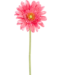 Artificial Gerbera 55 cm pink