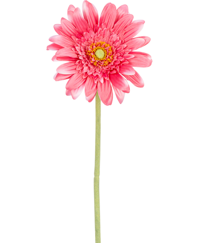 Een Kunstbloem Gerbera 55 cm roze, met een gele kern en groen staal, geïsoleerd op een witte achtergrond.