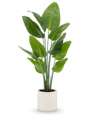 De Kunstplant Strelitzia Real Touch, 150 cm hoog met brede groene bladeren en meerdere stelen, wordt kant-en-klaar geleverd in een beige pot-een levensechte potplant ideaal voor moderne ruimtes.