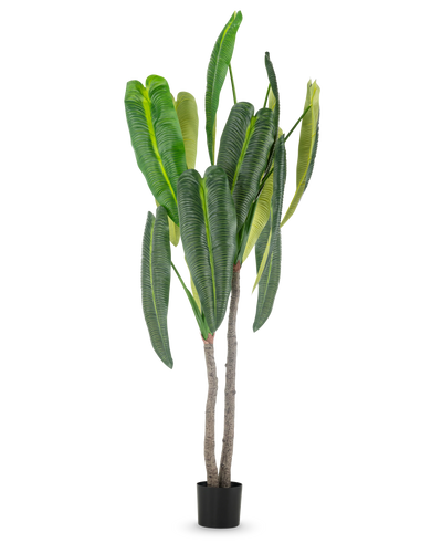 De Kunstplant Anthurium 210 cm heeft hoge, weelderige groene bladeren en twee bruine stelen in een kleine zwarte pot, tegen een eenvoudige witte achtergrond.