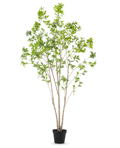De Kunstplant Pieris Japonica 240 cm is een hoge kunstboom voor binnen met meerdere slanke stammen en weelderige groene bladeren, in een eenvoudige zwarte pot tegen een witte achtergrond.