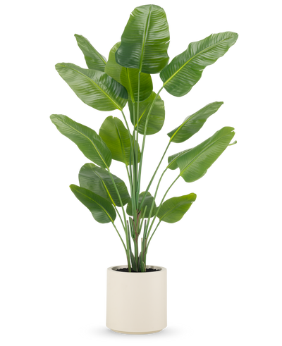 De Kunstplant Strelitzia Real Touch 180 cm wordt kant-en-klaar geleverd in een beige pot, met hoge, rechtopstaande stelen met grote, glanzend groene bladeren tegen een effen witte achtergrond.