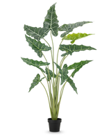 De Kunstplant Alocasia 160 cm is een kunstplant in pot met lange, rechtopstaande stengels en grote, donkergroene bladeren met opvallende witte nerven, tegen een effen witte achtergrond.