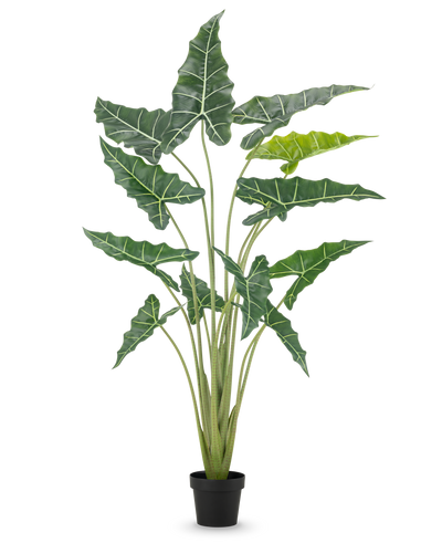 De Kunstplant Alocasia 160 cm is een kunstplant in pot met lange, rechtopstaande stengels en grote, donkergroene bladeren met opvallende witte nerven, tegen een effen witte achtergrond.