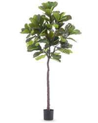 Artificial plant Ficus Tobacco Deluxe 215 cm