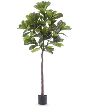 De Kunstplant Ficus Tabaksplant Deluxe 215 cm is een hoge kunstvijg met grote groene bladeren en een slanke bruine stam, in een eenvoudige zwarte pot tegen een effen witte achtergrond.