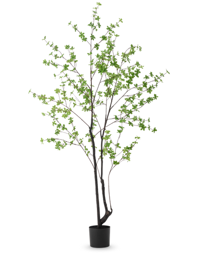 De Kunstplant Enkianthus 210 cm heeft een hoog, slank ontwerp met donkere stengels en takken versierd met kleine lichtgroene bladeren, tegen een effen witte achtergrond.