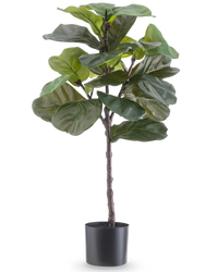 Ficus Tobacco Plant Deluxe 90 cm