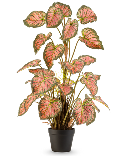 De Kunstplant Caladium 90 cm roze is een potplant met grote, hartvormige bladeren met groene randen en roze harten, rechtop gepresenteerd in een zwarte pot tegen een witte achtergrond.