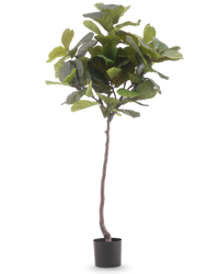 Artificial plant ficus Tobacco Deluxe 180 cm
