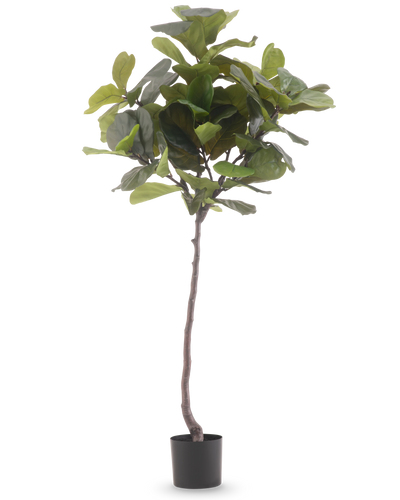 De Kunstplant Ficus Tabaksplant Deluxe 180 cm is een hoge kunstplant met grote, glanzende groene bladeren en een slanke bruine stam, tegen een effen witte achtergrond.