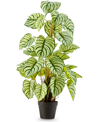 De Kunstplant Anthurium 90 cm groen is een kunstplant in pot met grote, ovale groen-wit gestreepte bladeren, rechtopstaand in een zwarte pot tegen een effen witte achtergrond.