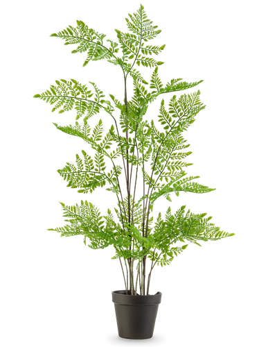 De Kunst varen plant 85 cm heeft delicate, vederlichte groene bladeren en meerdere lange, slanke stelen, gepresenteerd in een pot tegen een effen witte achtergrond.