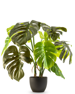 De Kunst Monstera 50 cm heeft grote, glanzend groene bladeren met natuurlijke scheuren en gaten, gepresenteerd in een pot tegen een effen witte achtergrond.