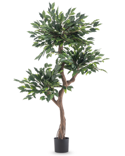 De Kunstplant Ficus Crazy 150 cm is een hoge kunstboom met drie trossen dichte groene bladeren en een gedraaide bruine stam, in een eenvoudige zwarte pot tegen een witte achtergrond.