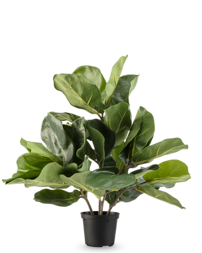 De Kunstplant Tabaksplant Fiddle Leaf UV 45 cm heeft grote, glanzende groene bladeren en dikke stelen in een zwarte plastic pot, tegen een effen witte achtergrond.