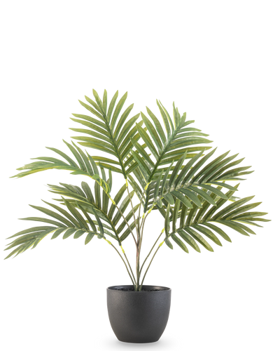 De Kunstpalm Phoenix 50 cm heeft lange groene gebogen bladeren in een ronde zwarte decoratieve pot, tegen een effen witte achtergrond.