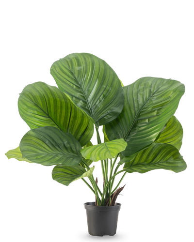 De Kunstplant Calathea 46 cm is een potplant met grote, brede groene bladeren die opvallende licht- en donkergroene strepen vertonen, afgebeeld tegen een effen witte achtergrond.