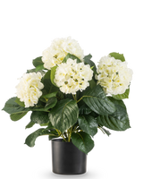 The Artificial Hydrangea UV 43 cm white plant has lush green leaves and large white hydrangea flowers in a black pot, against a plain white background.