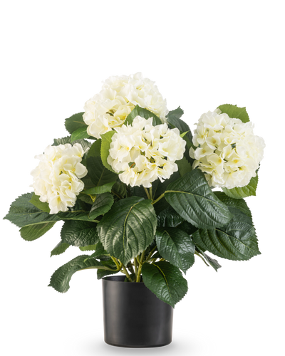 The Artificial Hydrangea UV 43 cm white plant has lush green leaves and large white hydrangea flowers in a black pot, against a plain white background.