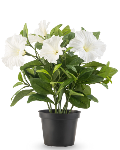 De Kunstbloem Petunia plant UV 25 cm groot heeft grote witte trompetvormige bloemen en weelderige groene bladeren in een zwarte plastic pot, tegen een effen witte achtergrond.