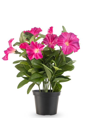 Een Kunstbloem Petunia plant UV 25 cm in donkerroze, met brede groene bladeren en levendige bloemen in een zwarte plastic pot, tegen een effen witte achtergrond.