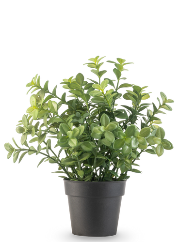 De Kunstplant Eucalyptus 27 cm heeft dichte groene bladeren in een eenvoudige donkergrijze pot, tegen een effen witte achtergrond.