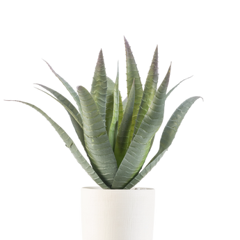 The Artificial Agave 30 cm in decorative pot has a green succulent with long, pointed leaves that grow upwards, presented in a simple white textured pot against a plain white background.